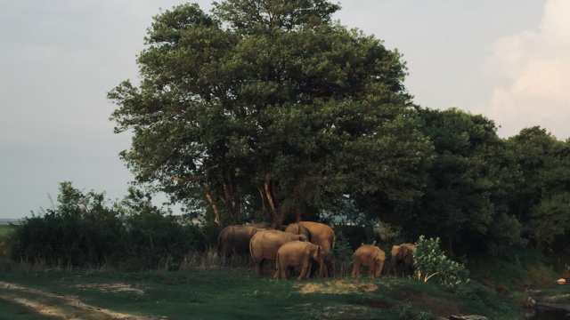 Minneriya National Park