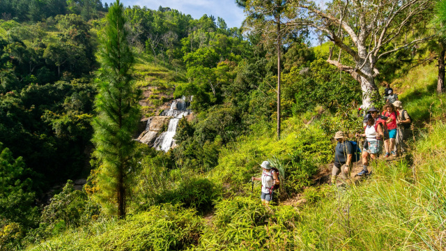 Eucalyptus Forest